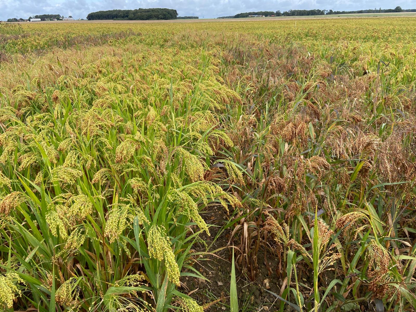 millet